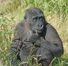 Monkey Business - Western Lowland Gorilla (Gorilla gorilla gorilla) 461