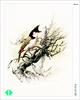 [WY scan] Zeng Xiao Lian - 暫停(紅耳鵯) -- Red-whiskered Bulbul (Pycnonotus jocosus)