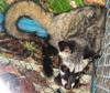 Can anyone identify this animal seen in cage behind restaurant in Vietnam.