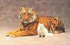 Tiger and White Cat