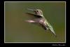 Hummingbird Flight 