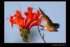 Tired Hummingbird, Selasphorus hummers