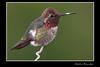 Hummingbird resting, Hector Brandan