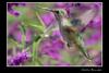 Hummingbird With flower, Selasphorus hummers, Hector Brandan