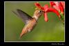 Rufous Hummingbird, Selasphorus hummers, Hector Brandan