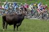 Cow and Cycling Race