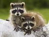 Young Raccoons, Minnesota, USA
