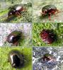 Escaravello, Beetle, Beatle