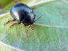 Escaravello, Beetle, Beatle