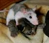 Rat on Kitten