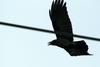 Corvus macrorhynchos (Jungle Crow), Korea