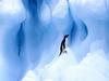 [Daily Photos] Adelie Penguin, South Shetland Islands, Antarctic Peninsula