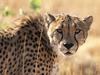 [Daily Photos] Cheetah, Okonjuma Game Ranch, Namibia, Africa