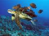 [Daily Photos] Green Sea Turtle Being Cleaned by Reef Fishes, Hawaii