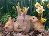 [Daily Photos] Palomino Rabbits