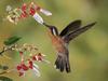 [Daily Photos] Purple-Throated Mountain-Gem Hummingbird, Costa Rica