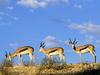 [Daily Photos] Springboks, Kgalagadi Transfrontier Park, Kalahari, South Africa