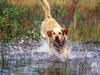 [Daily Photos] Yellow Labrador Retriever