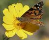 California Sees Worst Butterflies Season in 35 Years [LiveScience 2006-05-08]