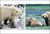 (Hybrid Animals) Polar-Grizzly Bear Cross, Canada [AFP 2006-05-10]