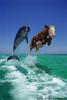 Jumping dolphin and cow