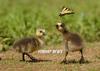 Canada Goose goslings and swallowtail butterfly, USA [AP 2006-05-17]