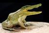 green frog gator