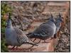 Australian crested pigeons 1
