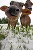 Snow in May, Cow in Snow
