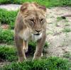 Lioness grazing grass