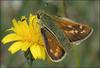 UK butterflies: 'Glimmer of hope' [BBC 2006-05-16]