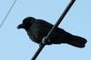 Corvus macrorhynchos (Jungle Crow)