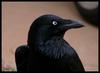 crow blinking