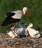 White stork family