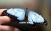 Blue Morpho butterfly, El Salvador [AP 2006-06-13]