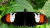 Scientists Create Butterfly Hybrid [LiveScience 2006-06-14]