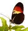 Scientists Create Butterfly Hybrid [LiveScience 2006-06-14]