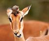 Red-billed Oxpecker on Antelope's head