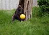 Gorilla Ball Player