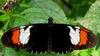 Butterfly Speciation Event Recreated [ScienceDaily 2006-06-16]