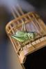 Chinese pet cricket