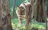 Tiger at Ahmedabad Zoo , copyrights 2006 , Maulik Suthar