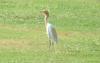 cattle egret breeding