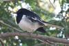 Oriental magpie robin (copsychus saularis) - Copyrights 2006 Maulik Suthar