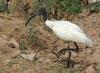 Black headed white ibis , copyrights 2006 , Maulik Suthar