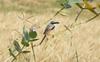 Long Tailed Shrike , copyrights 2006 , Maulik Suthar