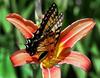 Tiger Swallowtail butterfly, USA [AP 2006-06-11]