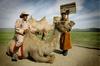 Mongolian Camel Rider