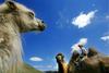 Mongolian Camel Rider
