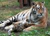Cute Siberian Tiger Cub